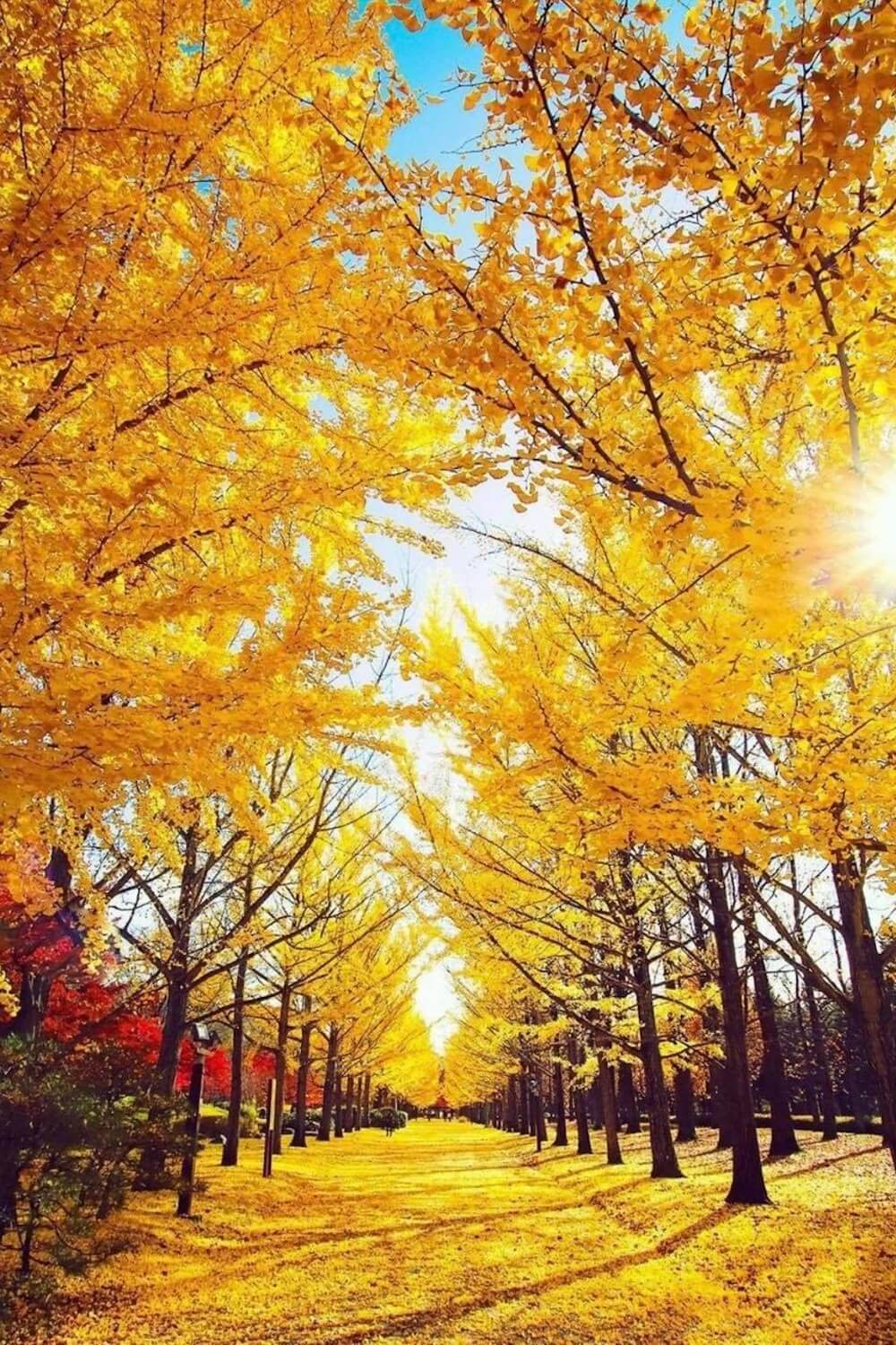 Sports Park, Yamagata