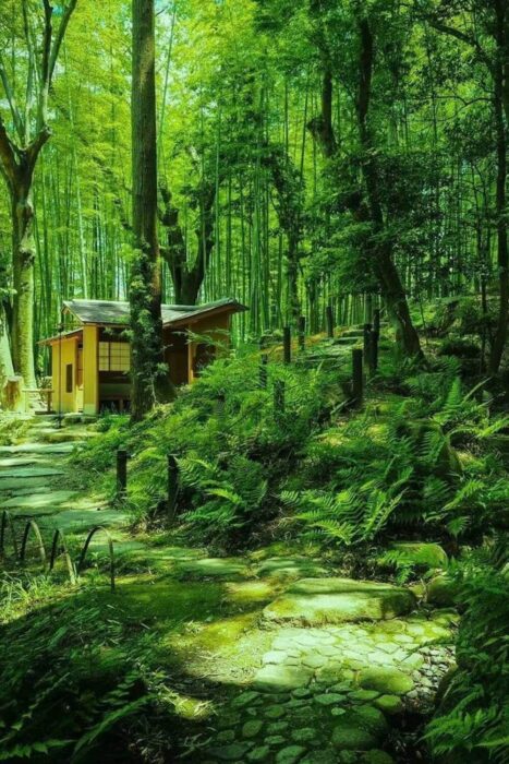 Bamboo Grove, Nara